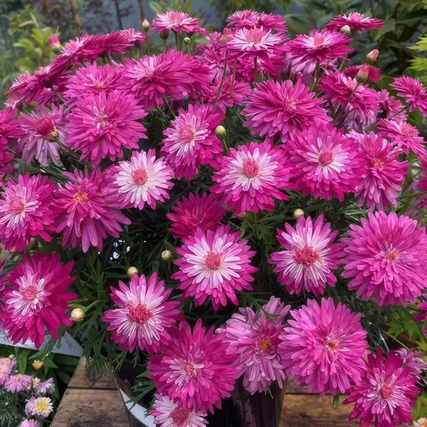 Argyranthemum Colossus Raspberry Ice