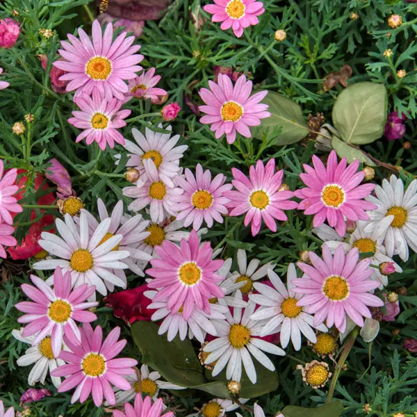 Argyranthemum Comet Pink Shades