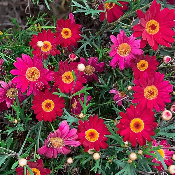 Argyranthemum Comet Red Argyranthemum Comet Red