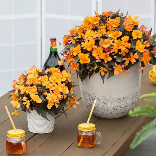 Begonia Bacio Orange