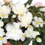Begonia Bacio White Lplbegbwh - Garden Express Australia