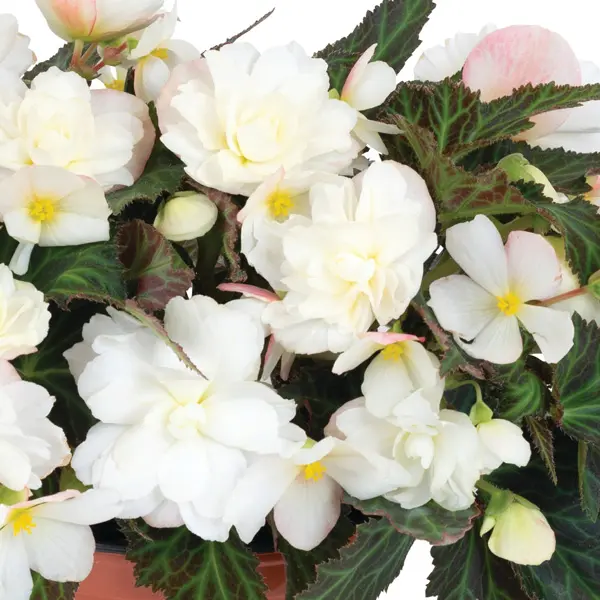 Begonia Bacio White