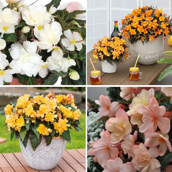 Begonia Iconia Collection