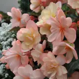 Begonia Miss Montreal - Garden Express Australia
