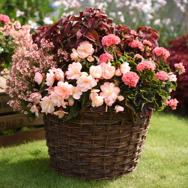 Begonia Miss Montreal