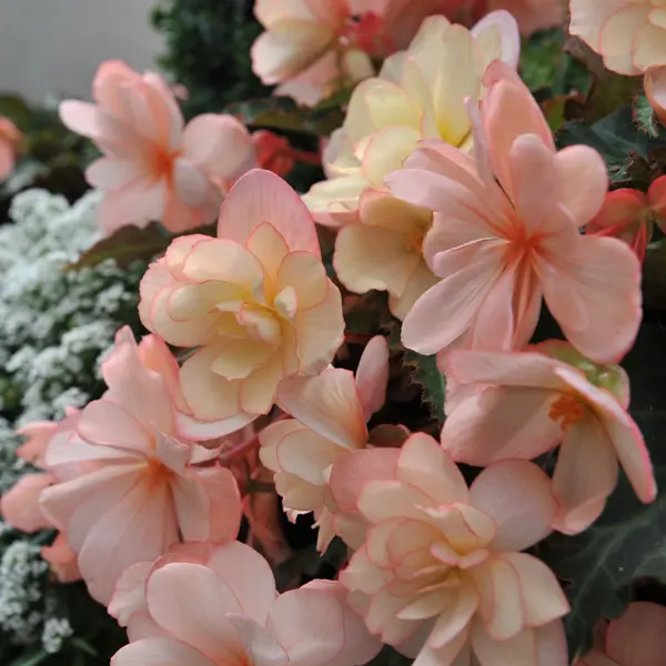 Begonia Iconia Collection