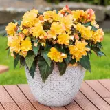 Begonia Portofino Citrix Lplbegpci - Garden Express Australia