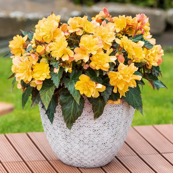 Begonia Iconia Collection