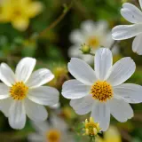 Bidens White Spell Bunch Of Blooms Bidens White Spell Bunch Of Blooms