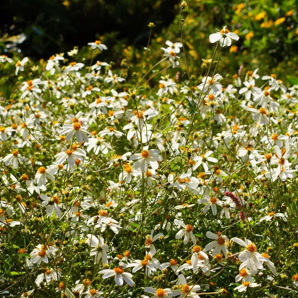 Bidens White Spell Bunch Of Blooms