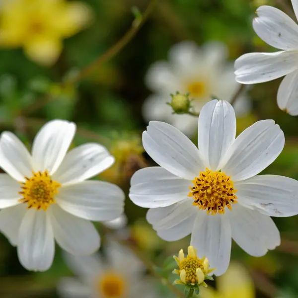 Bidens White Spell Bunch Of Blooms