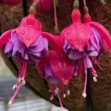 Gurus Fuchsia Collection 1- Compact Basket Doubles Gurus Fuchsia Collection 1- Compact Basket Doubles