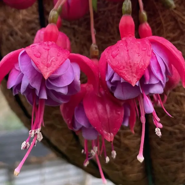 Gurus Fuchsia Collection 1- Compact Basket Doubles