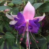 Gurus Fuchsia Collection 8- Compact Double Baskets Or Pots Gurus Fuchsia Collection 8- Compact Double Baskets Or Pots