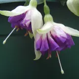 Gurus Fuchsia Collection 2- Double Baskets Gurus Fuchsia Collection 2- Double Baskets