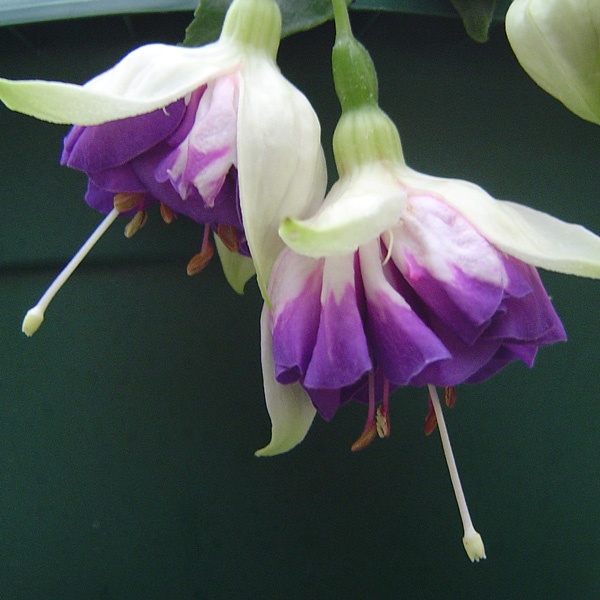 Gurus Fuchsia Collection 2- Double Baskets