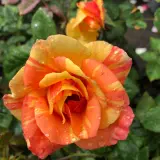 Brindabella Rose Delta Tiger Rosbdti - Garden Express Australia