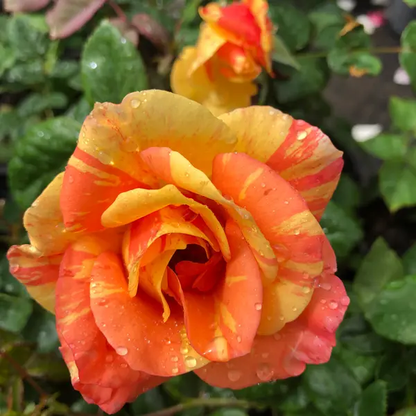 Brindabella Rose Delta Tiger