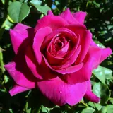 Brindabella Rose Pride Rosbpri - Garden Express Australia