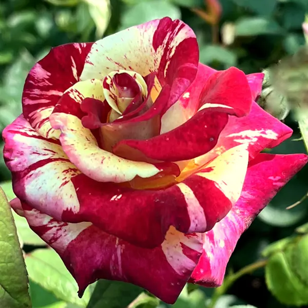 Brindabella Rose Prime Tiger Brindabella Rose Prime Tiger