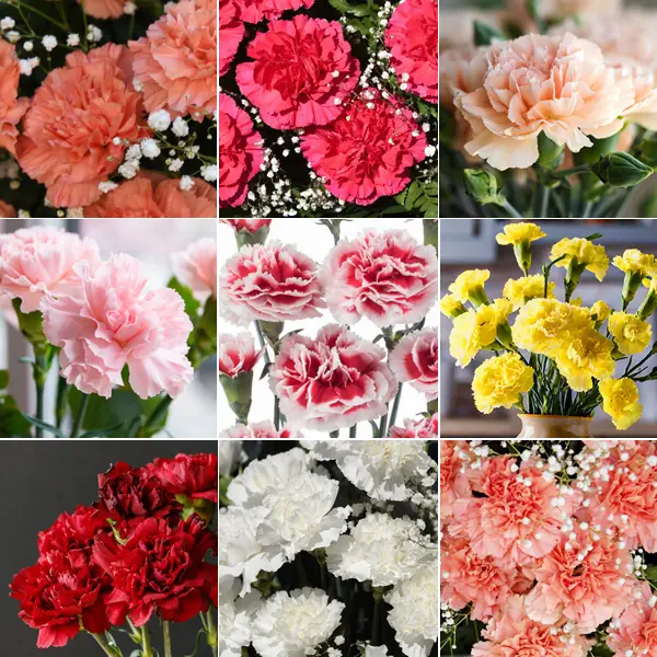 Carnation Lucky Dip Collection