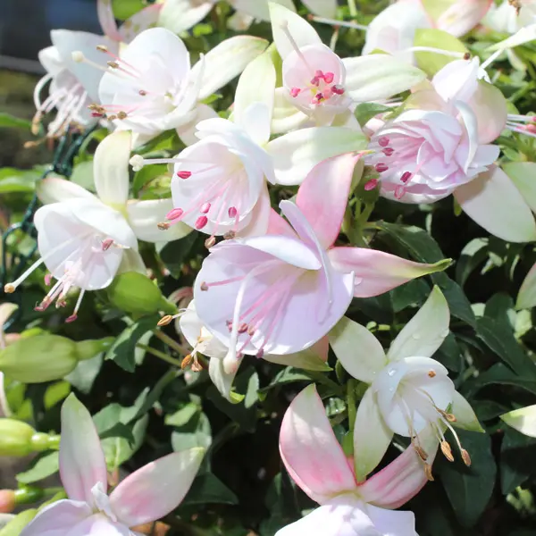 Gurus Fuchsia Collection 4-single Basket