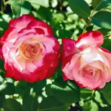 Climbing Rose Double Delight Roscdde - Garden Express Australia