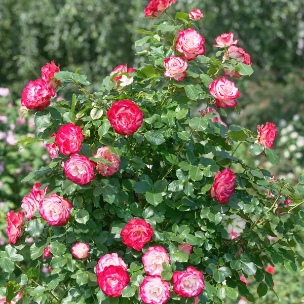 Climbing Rose Double Delight