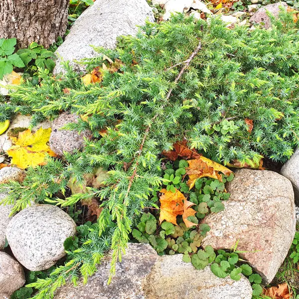 Starter Pack – Conifer Shore Juniper Starter Pack – Conifer Shore Juniper