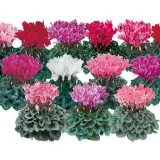 Cyclamen Mothers Halo Halios Winter Mixed Cyclamen Mothers Halo Halios Winter Mixed