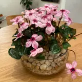 Cyclamen Illusia - Garden Express Australia