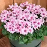 Cyclamen Illusia In Pot - Garden Express Australia