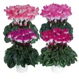 Cyclamen Mothers Halo Indiaka Mixed Cyclamen Mothers Halo Indiaka Mixed