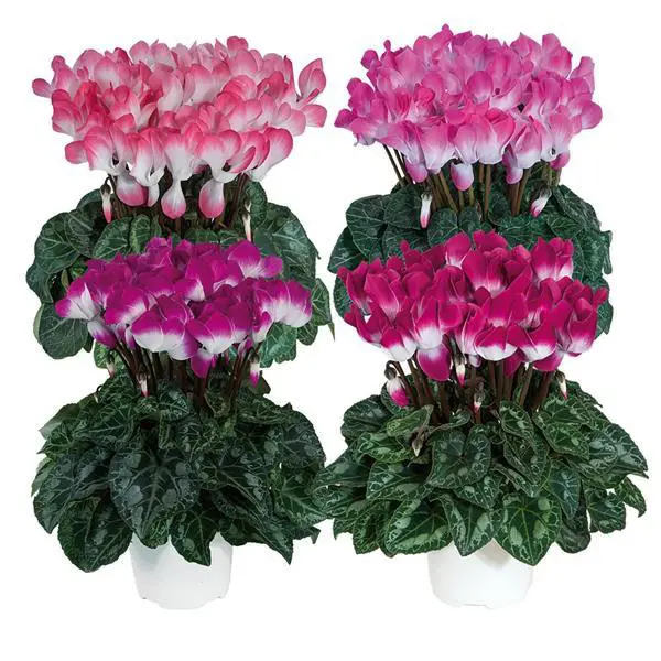 Cyclamen Mothers Halo Indiaka Mixed