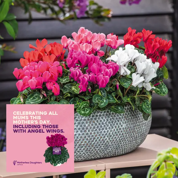 Cyclamen Mothers Halo Macro Lucky Dip Collection