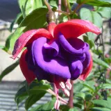 Gurus Fuchsia Collection 1- Compact Basket Doubles Gurus Fuchsia Collection 1- Compact Basket Doubles