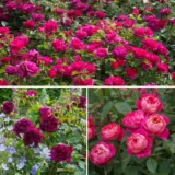 David Austin English Rose Collection Bold 1 Colrosdbo - Garden Express Australia