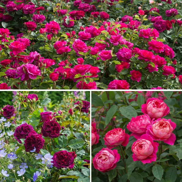 David Austin English Rose Bold Collection- 3 Roses