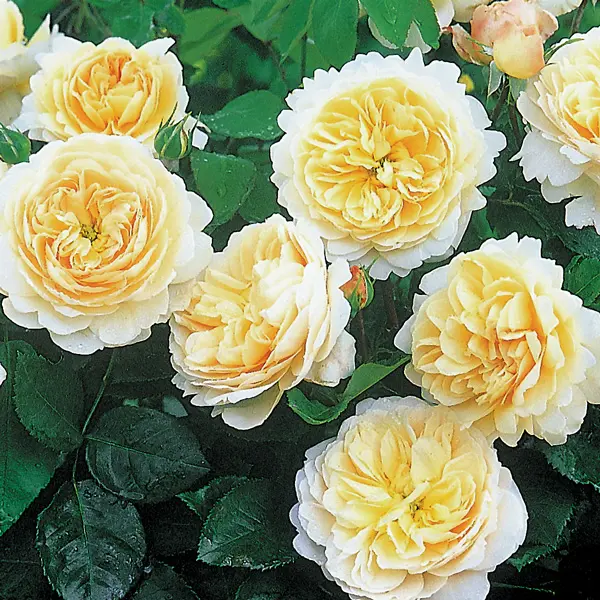 David Austin Rose Crocus Rose (pbr)