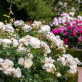 David Austin Rose William And Catherine