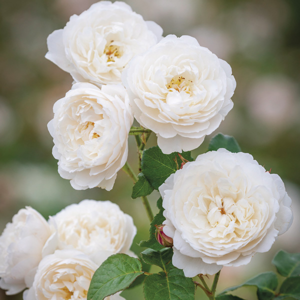 David Austin Rose William And Catherine