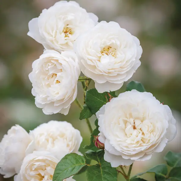 David Austin Rose William And Catherine David Austin Rose William And Catherine