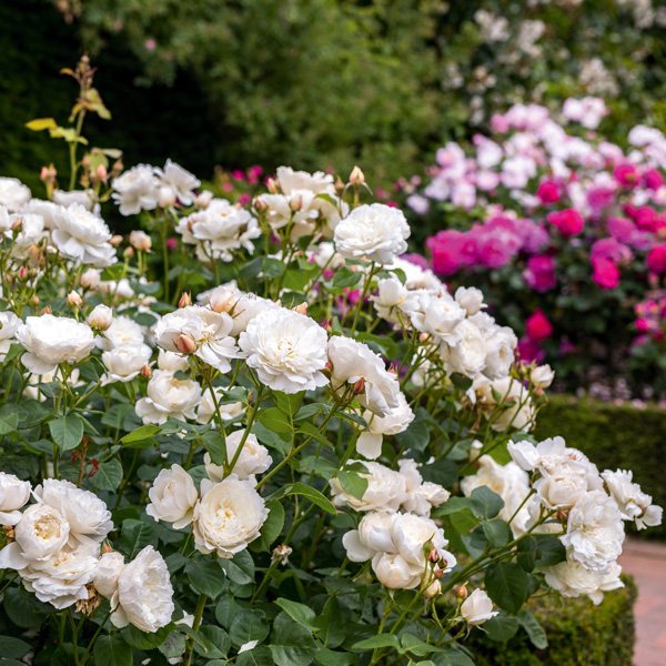 David Austin Rose William And Catherine