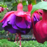 Gurus Fuchsia Collection 5- Double Basket Pot Or Garden Gurus Fuchsia Collection 5- Double Basket Pot Or Garden