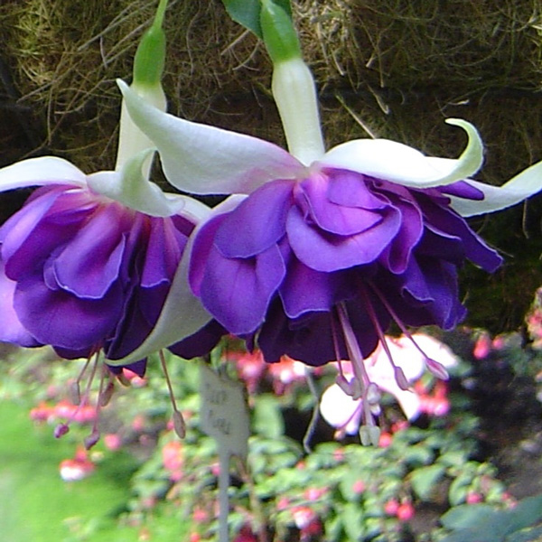Gurus Fuchsia Collection 2- Double Baskets