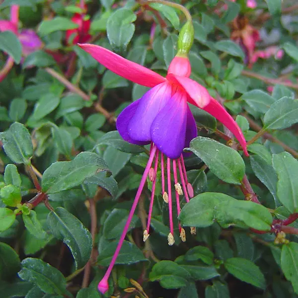 Gurus Fuchsia Collection 4-single Basket