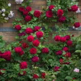 English Climbing Rose Tess Of Durbervilles (pbr) English Climbing Rose Tess Of Durbervilles (pbr)