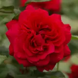 English Climbing Rose Tess Of D Urbervilles Rosdtot - Garden Express Australia