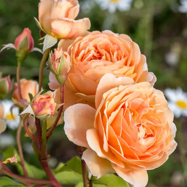 English Shrub Rose Charles Austin