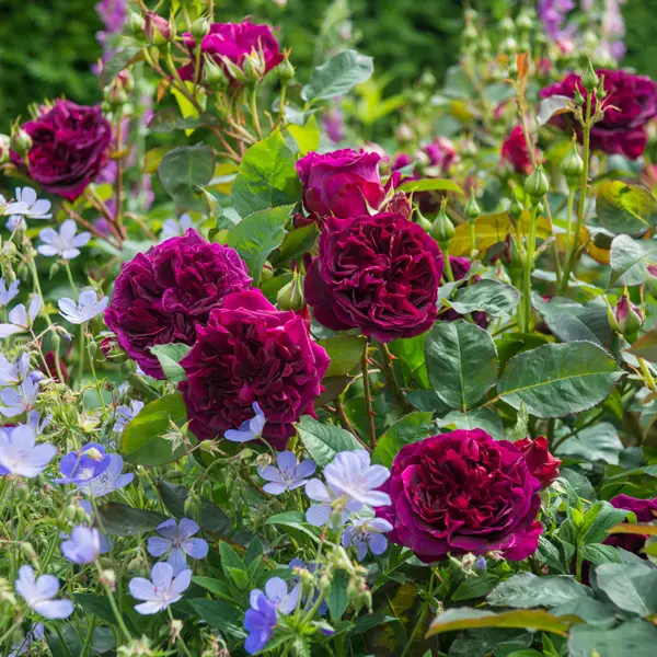 English Shrub Rose Munstead Wood (pbr) English Shrub Rose Munstead Wood (pbr)